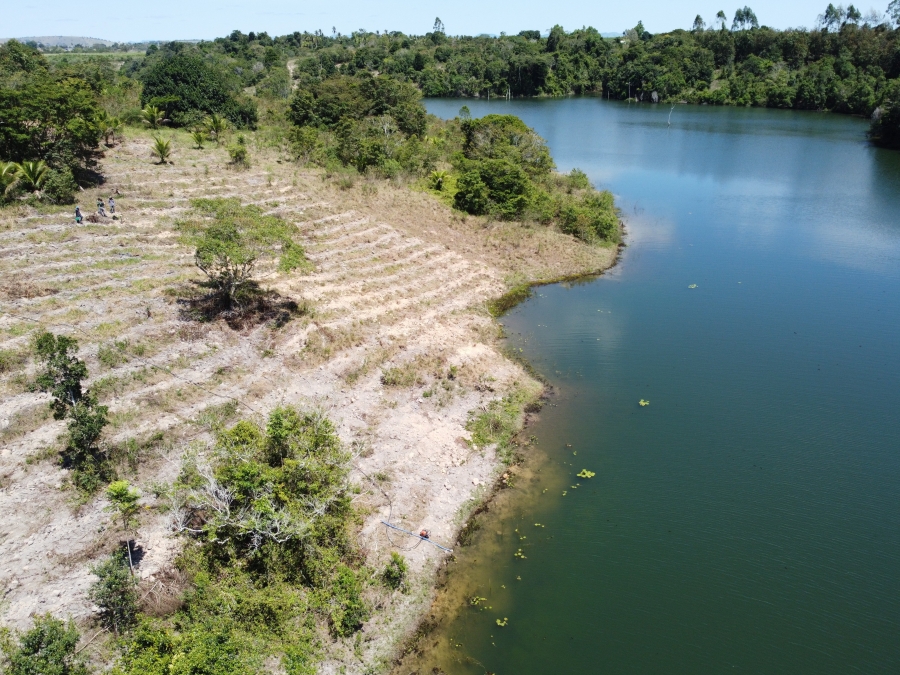  Projeto Cacau & Floresta avança com plantio de mais de 80 mil mudas nativas em Eunápolis