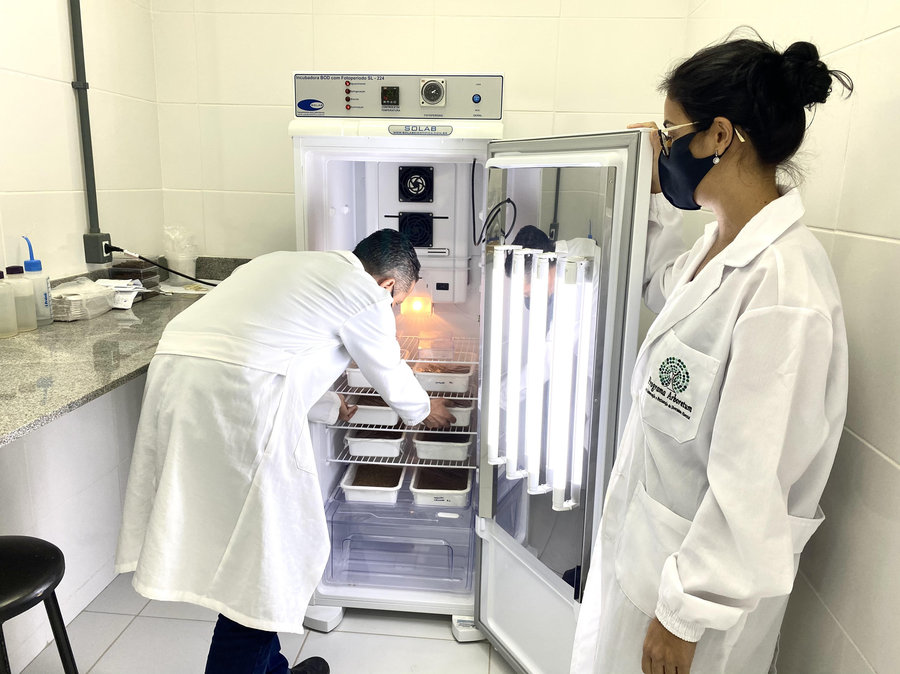 Testes e protocolos do Laboratório de Sementes Florestais garantem a qualidade das sementes do Arboretum