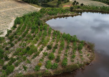 Agro: as vantagens (e as necessidades) de implantar a restauração florestal