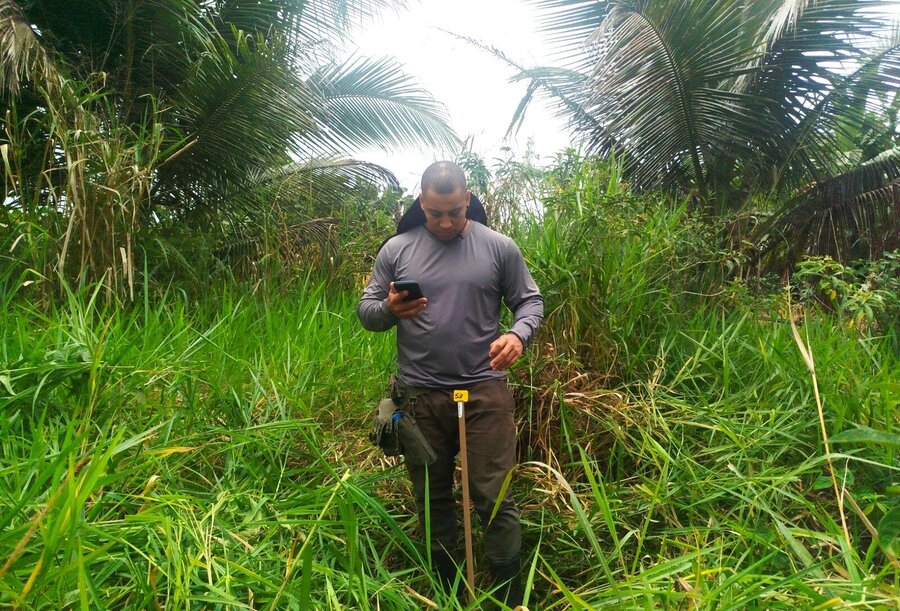 iNovaland lança 1ª fase de projeto para restaurar 10 mil hectares de Mata Atlântica no sul da Bahia