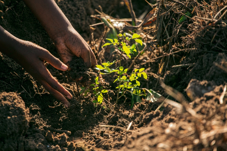 Restaurar em 2026: compromisso com a vida e com o território 