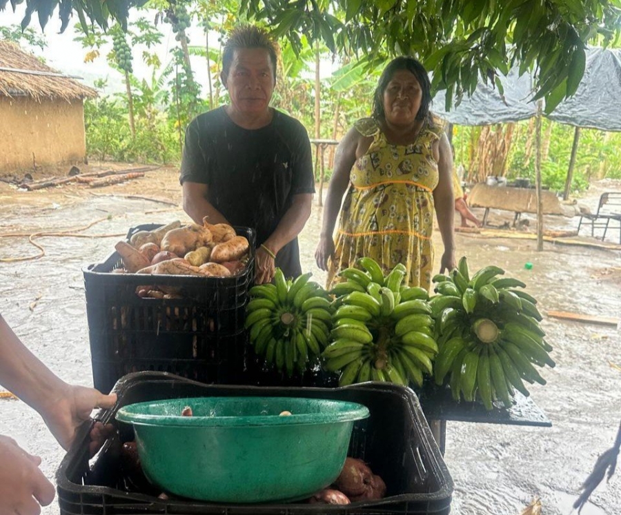 Da vulnerabilidade alimentar à produção de alimentos: projeto de restauração fortalece a autonomia do povo Maxakali no Brasil