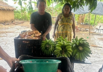 Da vulnerabilidade alimentar à produção de alimentos: projeto de restauração fortalece a autonomia do povo Maxakali no Brasil