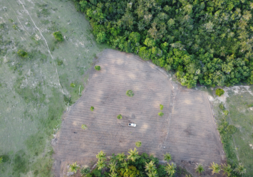 Mais de 30 mil mudas nativas fortalecem restauração produtiva no Extremo Sul da Bahia