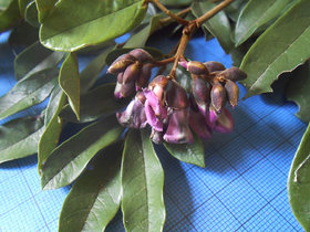 Andira  fraxinifolia 