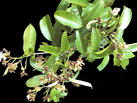 Arapatiella psilophylla 