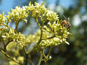 Dalbergia frutescens