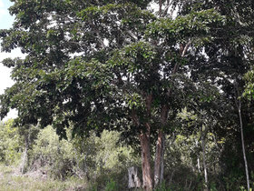 Pterocarpus violaceus