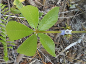 Vitex megapotamica 