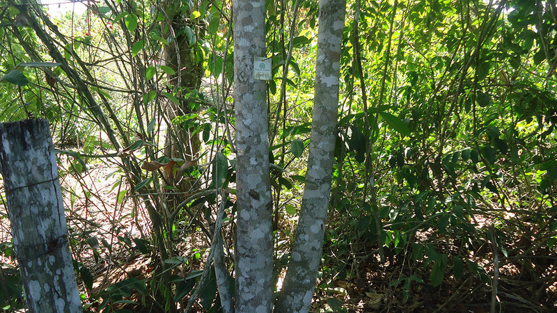 Luehea divaricata - Programa Arboretum