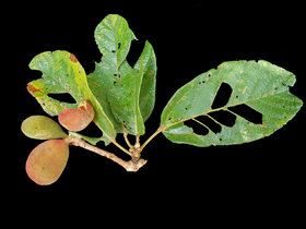 Sterculia excelsa 