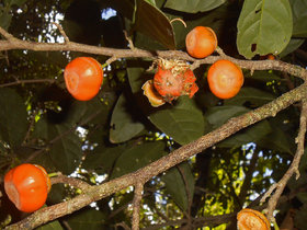 Quararibea penduliflora