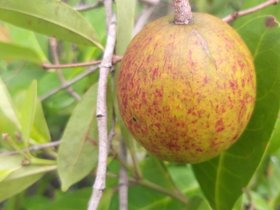 Hancornia speciosa