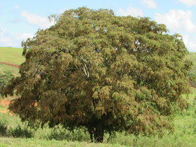 Myrocarpus fastigiatus