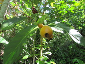 Posoqueria latifolia