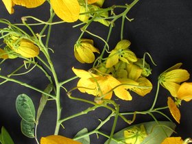 Senna macranthera