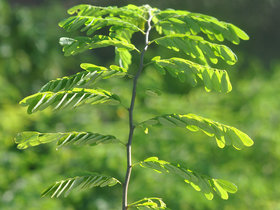 Dalbergia nigra