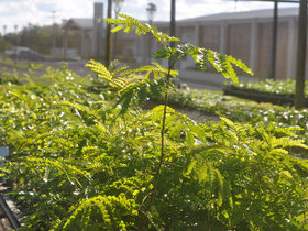 Paubrasilia echinata