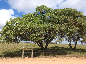 Anacardium occidentale