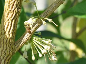 Iochroma arborescens