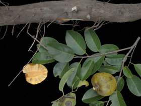 Annona glabra