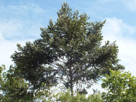 Xylopia sericea