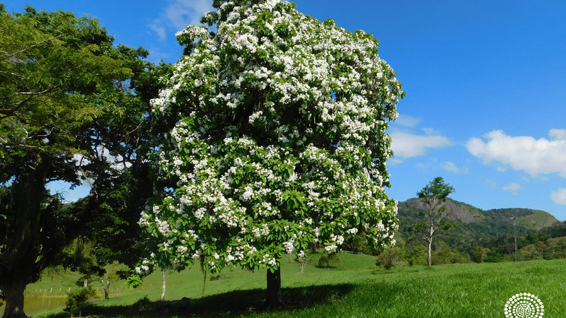 Cordia superba - Programa Arboretum