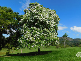 Cordia superba