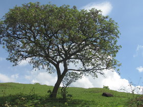 Handroanthus chrysotrichus