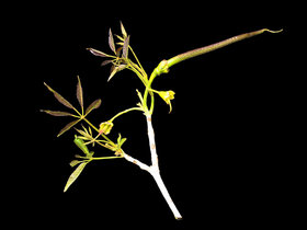 Handroanthus serratifolius