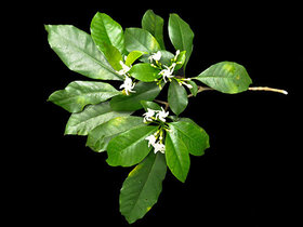 Rauvolfia grandiflora 