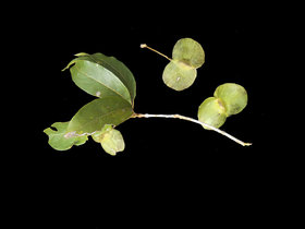 Terminalia argentea