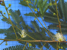 Albizia pedicellaris