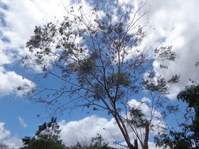 Albizia polycephala